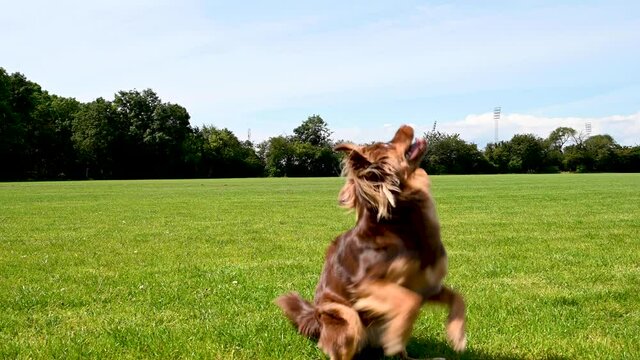 Little, cute, brown dog jumping after ball, stock footage real time 4K