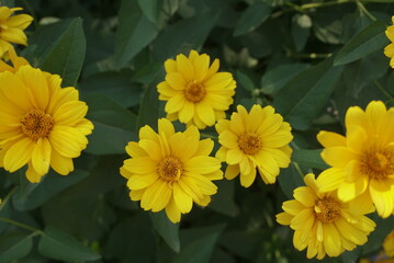 Obraz premium beautiful yellow flowers bloom in the garden