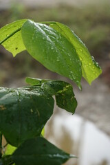 leaf with water drops