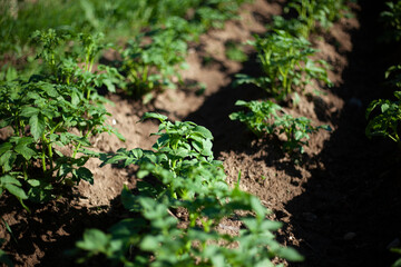 The potato grows in the garden bed.