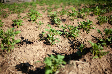 The potato grows in the garden bed.