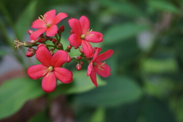 red and yellow flower