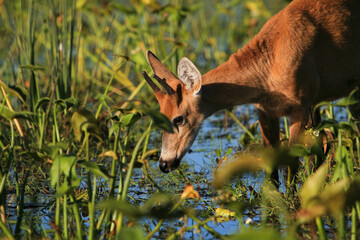A young male of Marsh deer or Ciervo de los pantanos (Blastocerus dichotomus), the largest deer species from South America, by the shore of the lake of Esteros del Iberá, Corrientes, Argentina.