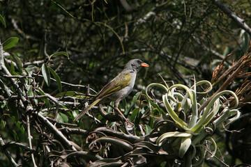A verdón or Pampa finch (Embernagra platensis), an endemic species of South America in Esteros del Iberá, Corrientes, Argentina.