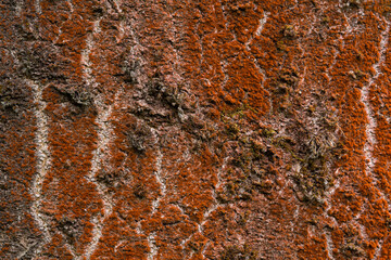 Vibrant, red lichen on a tree trunk creates beautiful colors, patterns and textures
