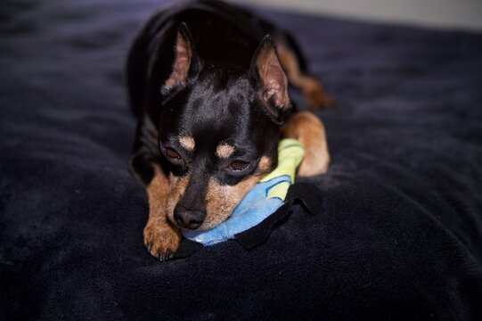 ミニチュア ピンシャー Images Browse 8 Stock Photos Vectors And Video Adobe Stock