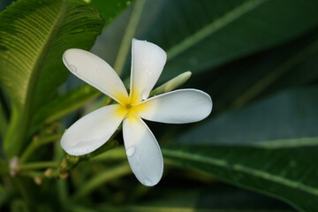 white frangipani flower with water drops
