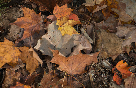 Background of fallen leaves in autumn on the ground in rural Pennsylvania