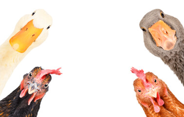 Portrait of a funny curious farm birds isolated on white background