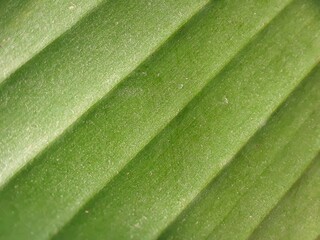 closeup banana leaf