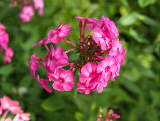 Pink Phlox flower against the background of green vegetation
