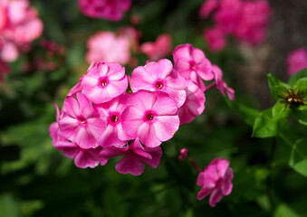 Pink Phlox flower against the background of green vegetation