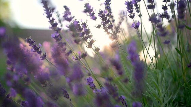 Close-up Beautiful Blooming Lavender Swaying In The Wind At Sunset. Lavender Purple Aromatic Flowers at Lavender Fields of the French Provence.  Nature Background.
