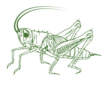 Outline illustration of a cricket. Detailed solid color image of a cricket, grasshopper, isolated on white background.