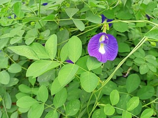 Purple Butterfly Pea Flower