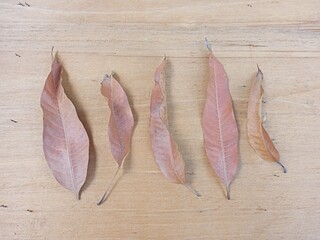 five dry mango leaf