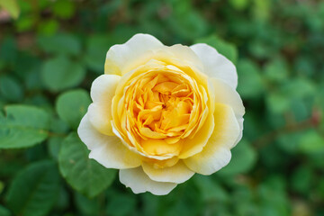 yellow rose in garden