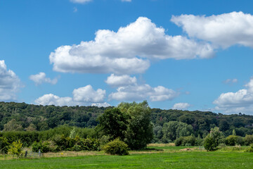 forest landscape with blue sky and clouds