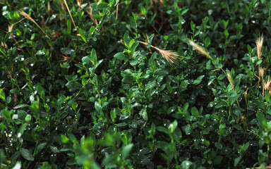 green grass in the morning