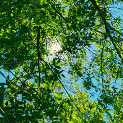 Green leaves in the sun
