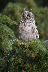 long-eared owl