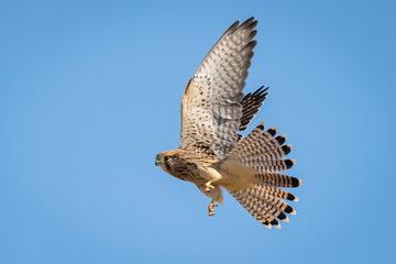 Kestrel