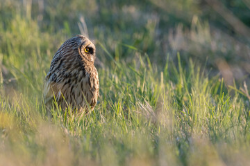 Owl
