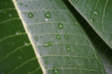 green leaf with water drops