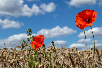 poppy in the sky