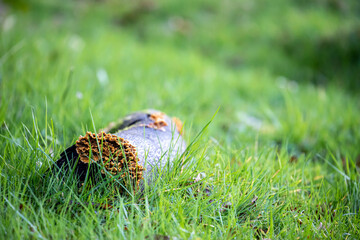 Bûche et champignon