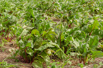 Beetroot Garden