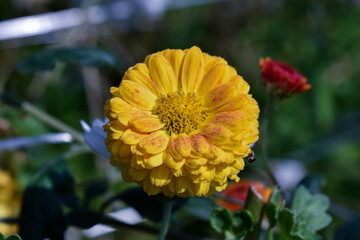 yellow flower of a calendula