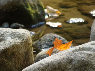Autumn Leaf on a River Rock