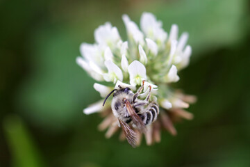 Wild bee (Melitta leporina) pollinating white clover