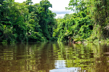 Beautiful lush green tropical forest jungle scenery seen from a boat in Tortuguero National Park in Costa Rica