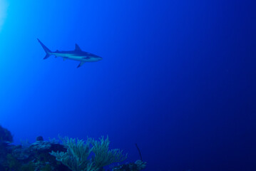 Fototapeta na wymiar A lone reef shark cruising the deep blue water of the Caribbean Sea
