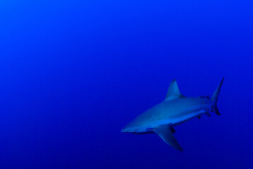 A lone reef shark cruising the deep blue water of the Caribbean Sea