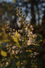 cherry blossoms in the evening light