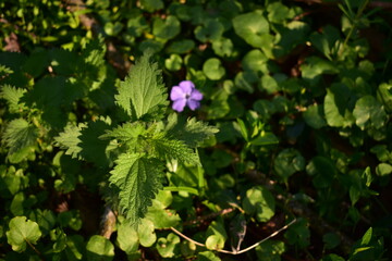 urtica dioica in the forest. nettle medicinal plant