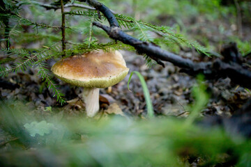 White mushrooms in the woods, on a background of leaves, bright sunlight. Boletus. Mushroom