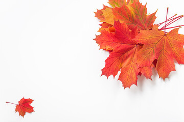 Bouquet of red and orange maple leaves on white background. Space for text