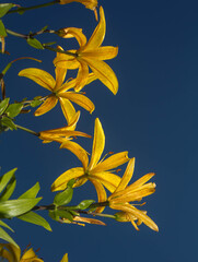 yellow flowers on blue sky