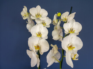 Naklejka na ściany i meble orchid white flowers isolated in blue background fresh beatifull