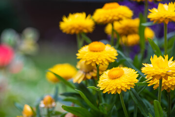 Obraz premium Gold everlasting flower in summer garden