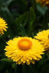 Macro of blooming yellow everlasting flower in garden