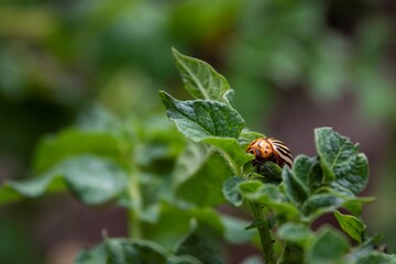 A macro portrait of a colorado bug, also called leptinotarsa decemlineata in between the leaves of a potato plant. The insect is a beetle and mostly feeds on the plants of the nightshade family.