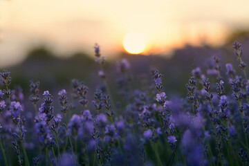 Naklejka premium Lavender flowers field at sunset closeup. Lavender violet background