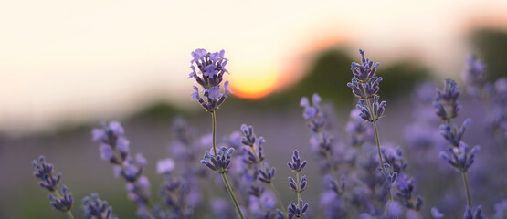 Lavender flowers banner field at sunset closeup. Lavender violet background