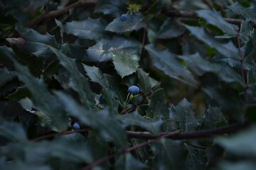 berry on a tree
