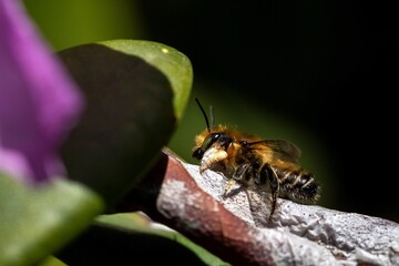 A macro portrait of a leefcuttre bee sitting on a branch of a plant. The insect is also called a megachile willughbiella.